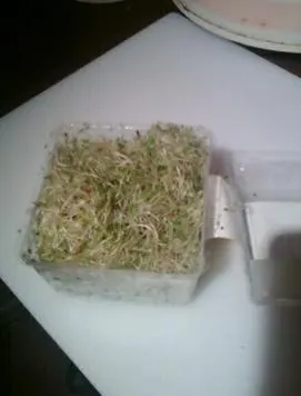 the sprouts